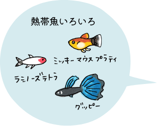 熱帯魚いろいろ