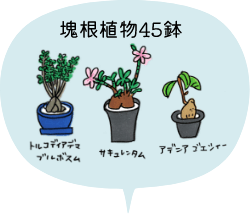 塊根植物45鉢